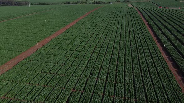 Experimental Soybeans Field Drone 9