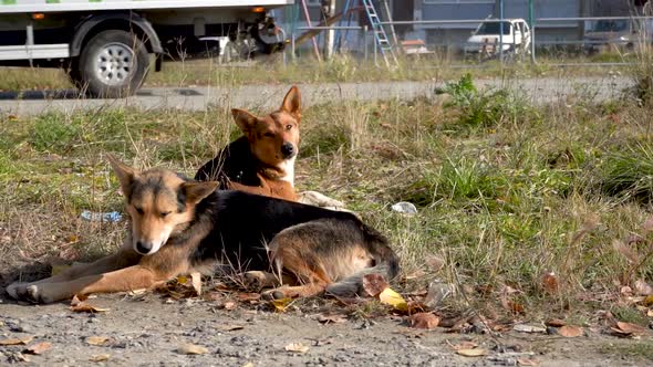 Homeless Dogs on the Street. The Problem of Homeless Animals alt