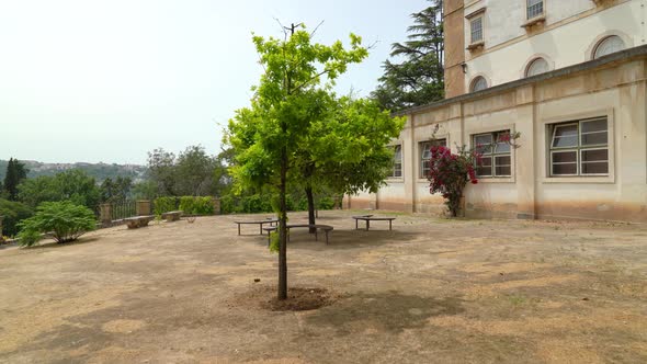 Little Trees Growing in Plateau of Botanical Garden of the University of Coimbra