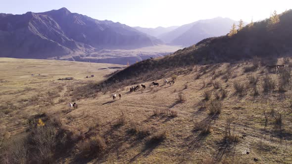 Wild horses grazing on the slopes of Altai