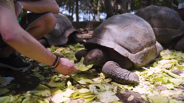 Giant tortoise being hand-fed with lettuce by man in animal sanctuary. alt