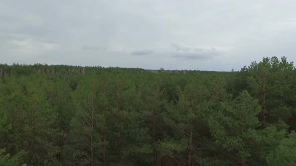 Aerial View of Forest.