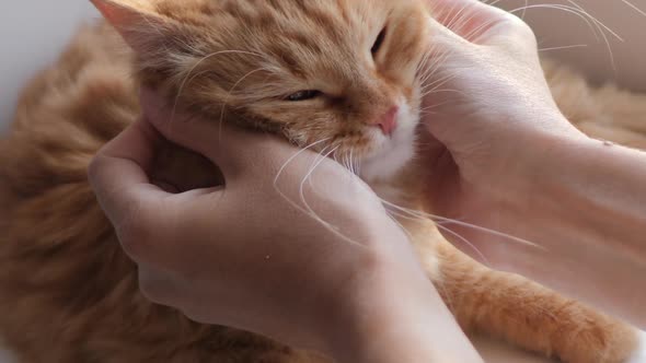 Woman Is Stroking Cute Ginger Cat on Windowsill. Fluffy Pet Purring with Pleasure. Cozy Home. alt