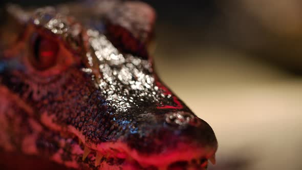 Red lighting evil crocodillian caiman crocodile alt