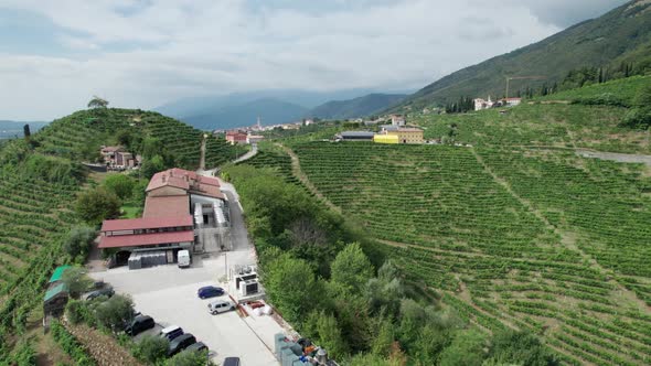 Aerial View of Vineyard Fields on the Hills in Italy Growing Rows of Grapes alt