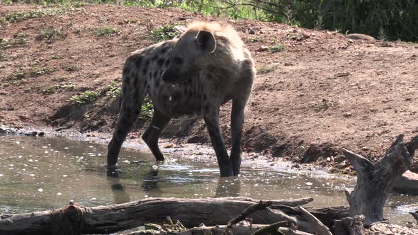 Lone hyena stands in shallow water by dirt ground in sunlight alt