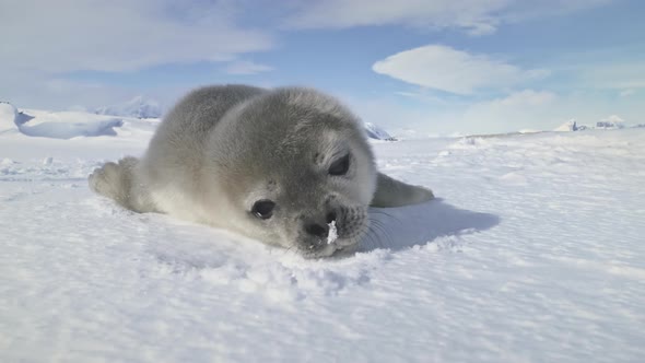 Close-up Baby Weddell Seal, Antarctica. alt