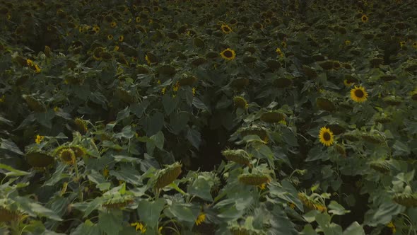 Tilt up drone shot from a sunflower field at sunset summertime up to the bright sun at a beautiful c alt