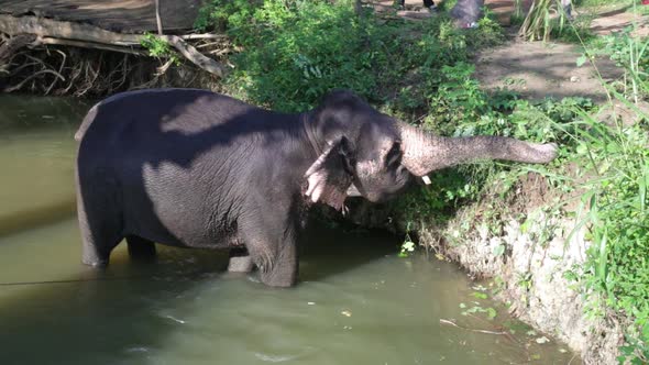 SIGIRIYA, SRI LANKA - FEBRUARY 2014: The view of an elephant standing in a stream and eating plants  alt