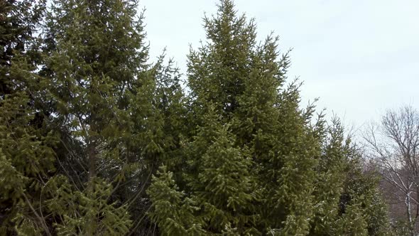 Evergreen pine tree branches, winter aerial view