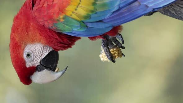 Vertical video- Colorful Scarlet Macaw eating corn; close-up from side alt