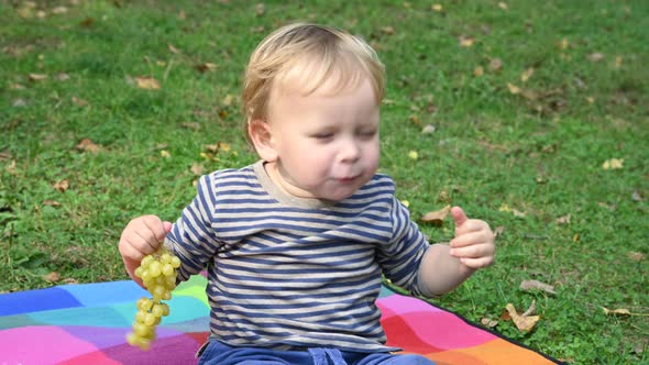 Little boy eating grapes on picnic alt