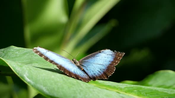 Awesome Blue Tropical Butterfly Resting on a Leaf in the Forest in Slow Motion