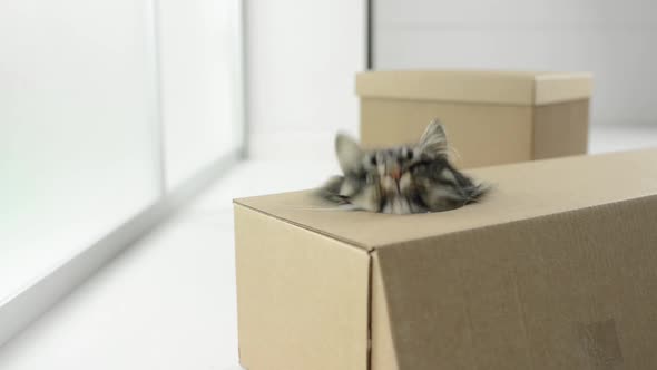 Cute cat popping out from a box