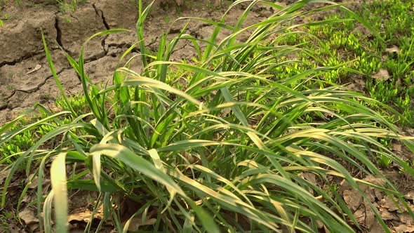 Green Grass on the Road Waves by the Wind alt