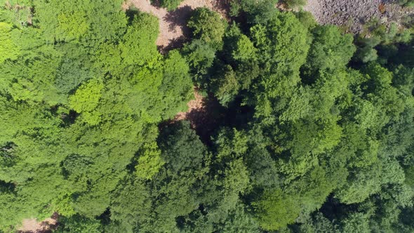 Drone Shot Flying Down Over Opening in Forest