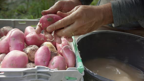 SLOW MOTION WIDE, farmer washes the skin of a newly harvested cherie potato alt