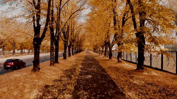 Flying Through Orange Autumn Tree Alley in the Park alt