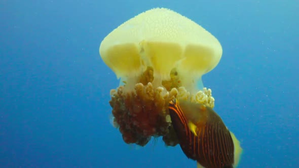 Fish Swimming With Big Yellow Jellyfish