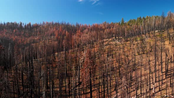 Aerial Shot Flying Above Mountain And Trees After California Wildfire alt