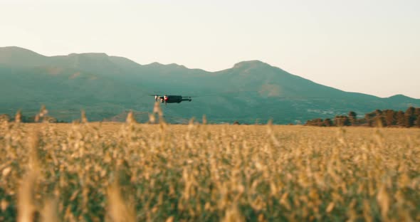 Tracking shot of drone flying over golden wheat field during sunset with mountains in background