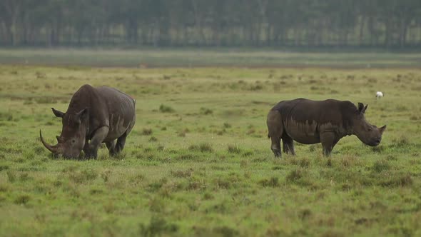 Rhino Mother and Calf Grazing