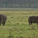 Rhino Mother and Calf Grazing - VideoHive Item for Sale