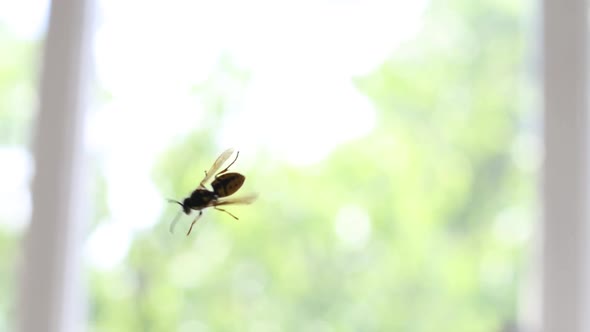 A Striped Yellowblack Wasp Crawls on a Transparent Glass Window During the Day alt