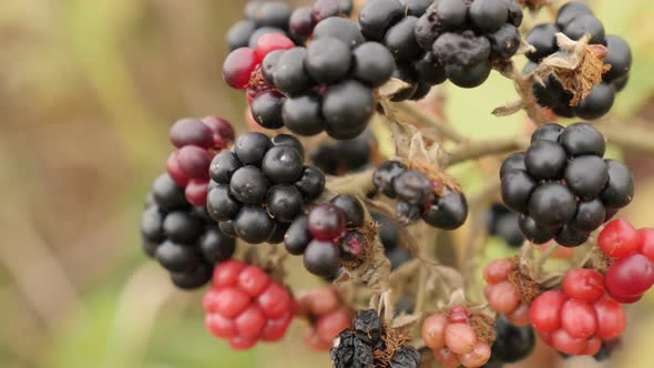 Close-up of Rubus fruticosus fruit 4K 2160p 30fps UltraHD footage - Bush of wild European blackberry alt