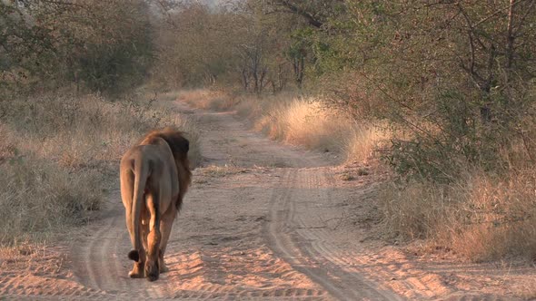 Male lion walks away on dirt road into bush at golden hour, close view alt