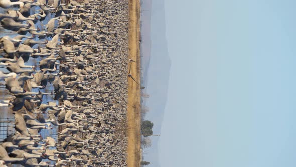 Sandhill Crane Adult Immature Flock of Many Cranes Standing Walking Moving. Sandhill Cranes takeoff alt