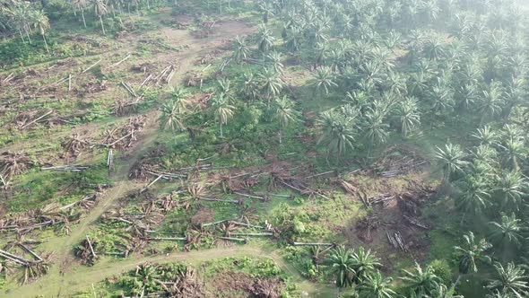 Land clearing for migrate from oil palm  alt