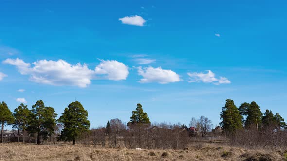 The Movement of White Clouds in the Blue Sky Over the Pine Trees in Early Spring alt