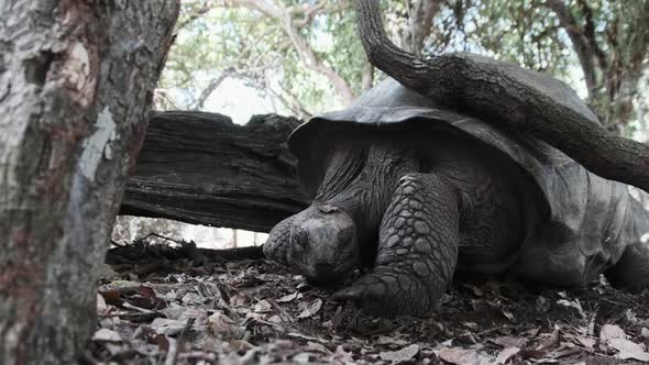 A Huge Aldabra Giant Tortoise Walking on a Prison Island in Zanzibar Africa alt