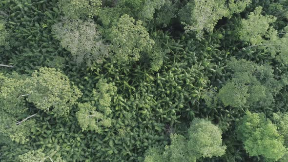Acai berry trees in the Amazon rainforest aerial moving shot alt