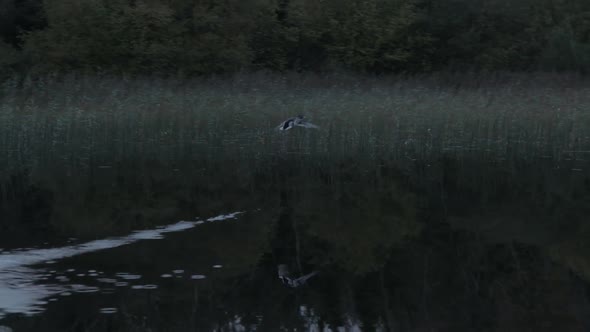 Tracking shot of duck take off alt