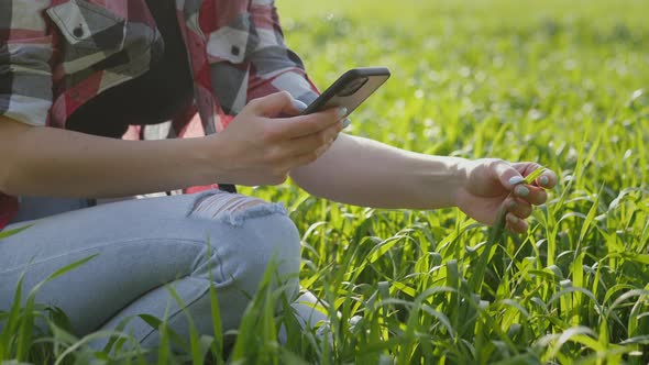 Female Farmer Checks and Explores a Young Green Plants of Wheat Agronomist Photographs Leaves on