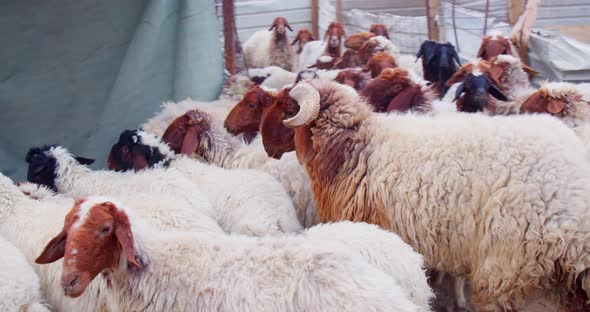 Herd of Sheep’s Walking. Slow motion video of Sheep.