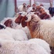 Herd of Sheep’s Walking. Slow motion video of Sheep. - VideoHive Item for Sale