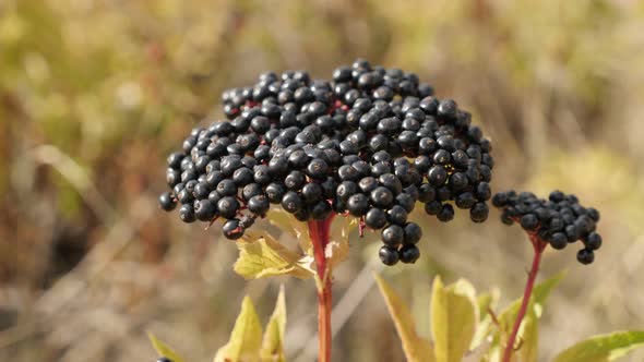 Danewort herbaceous elder plant shallow DOF 4K 2160p 30fps UltraHD footage - Close-up of Sambucus eb alt