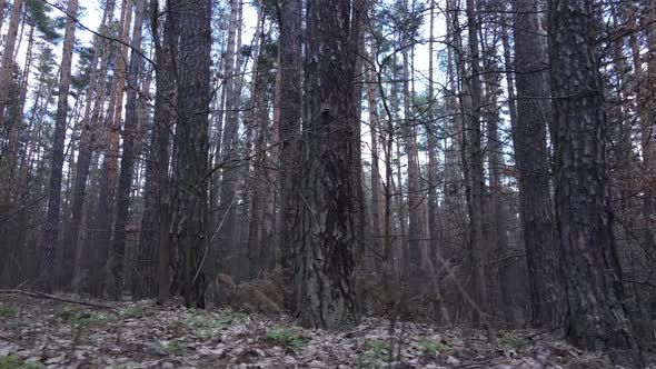 Trees in a Pine Forest During the Day Aerial View alt