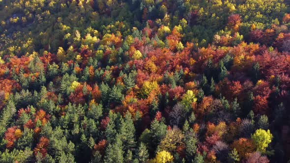 Aerial view of autumn day with beautiful vibrant colorful leaves in the trees. Background.