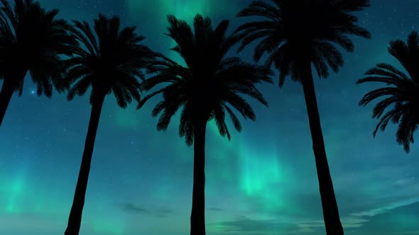 Driving Under Palm Trees With Aurora in Background