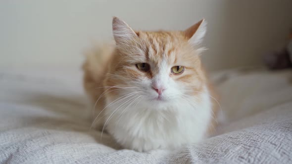 Beautiful Red with White Fluffy Cat Lies on a White Blanket and Looks at the Camera alt