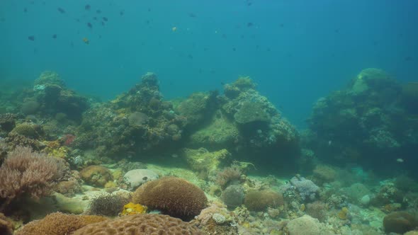 Coral Reef Tropical Fish alt