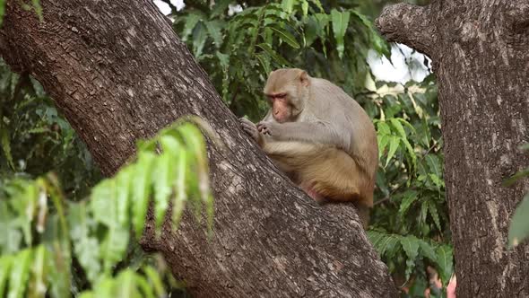 Rhesus Macaque Macaca Mulatta Is One of the Best-known Species of Old World Monkeys alt