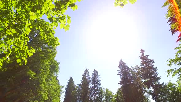 Sun Shines on the Sky While Walking in a Park