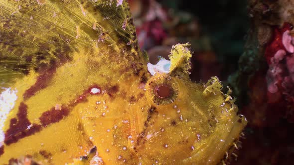 Yellow Leaf Scorpionfish (Taenianotus triacanthus) super close up on tropical coral reef alt