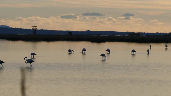 Flamingos during sunset in a lake  alt