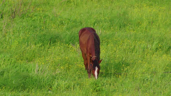 Herd of Free Horses Grazing on Green Pasturepine Forest on Background
